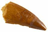 Bargain Raptor Tooth - Real Dinosaur Tooth #332537-1